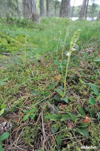 Dennenorchis