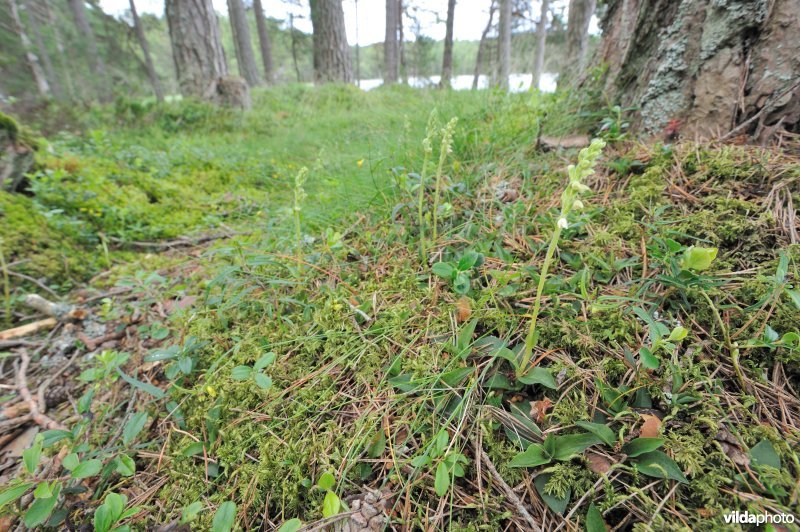 Dennenorchis