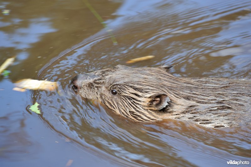 Zwemmende bever