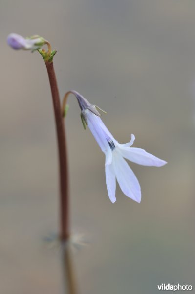 Waterlobelia