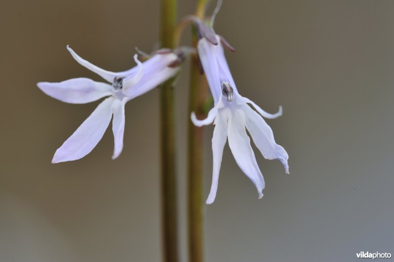 Waterlobelia