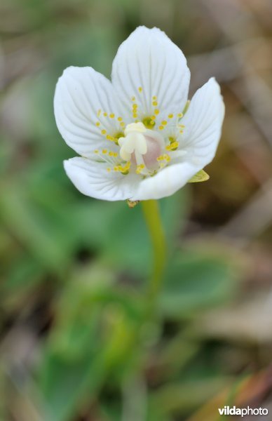 Bloem van parnassia