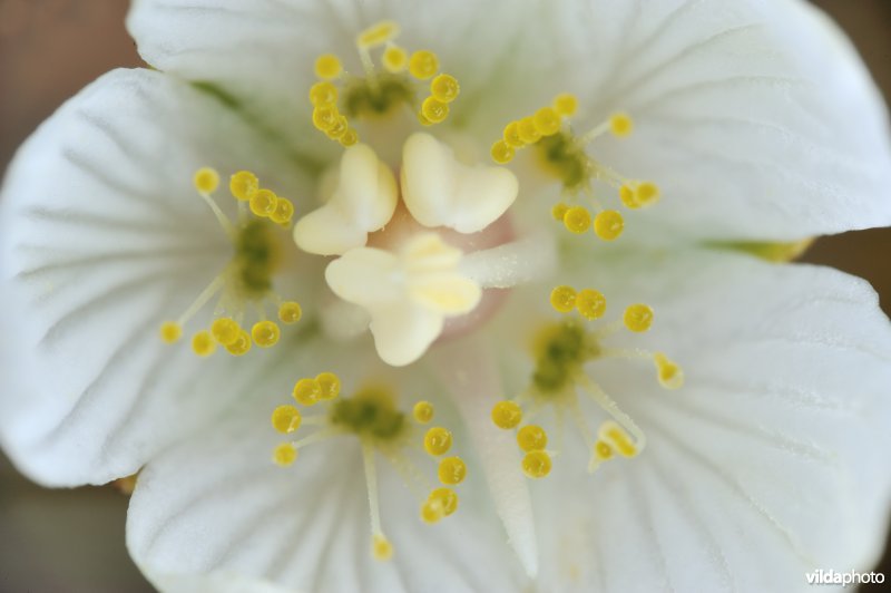 Bloem van parnassia