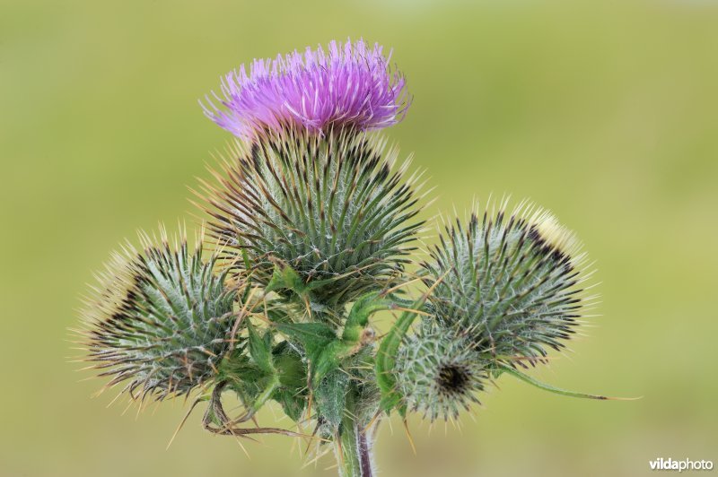 Bloem van Speerdistel