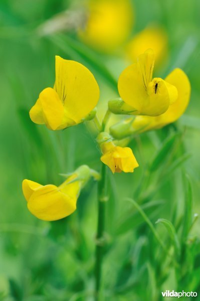 Veldlathyrus