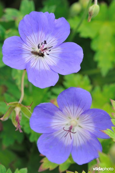 Geranium 'Rozanne'