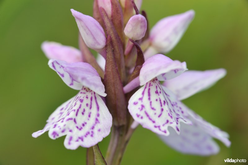 veenorchis ? in relatief droge heide.