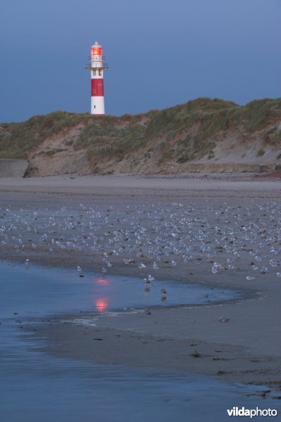 Noordzeestrand