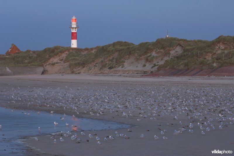 Noordzeestrand