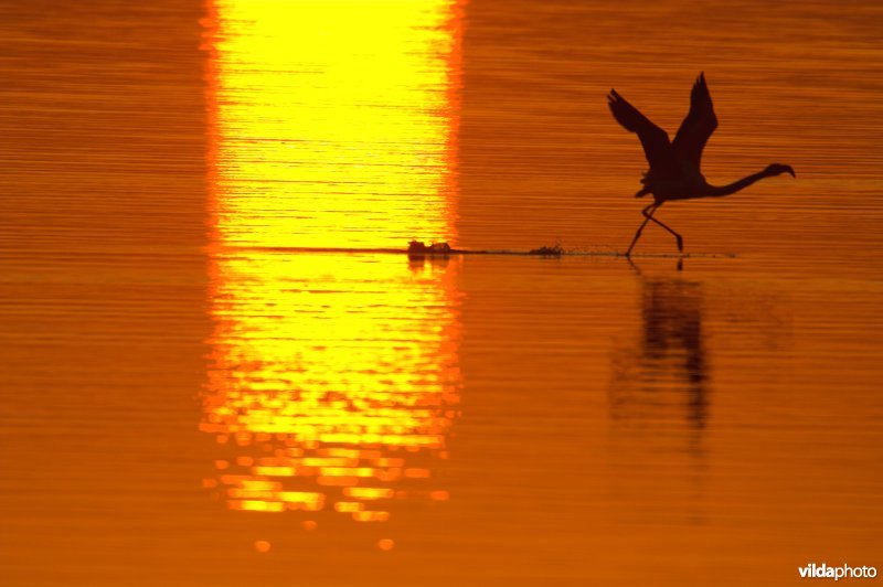 Flamingo's in de Camargue