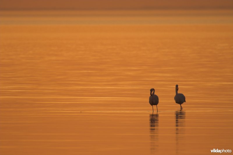 Flamingo's in de Camargue