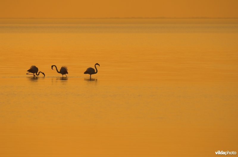Flamingo's in de Camargue