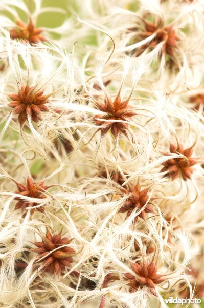 Pluizige vruchtjes van de Bosrank