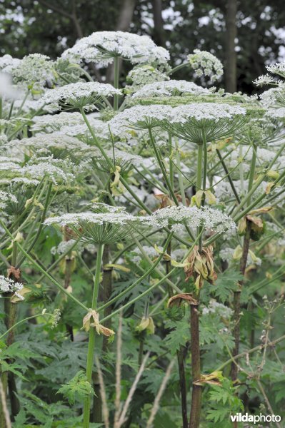 Reuzenberenklauw in wegberm