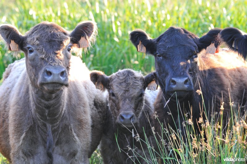 De grazers van de demerbroeken