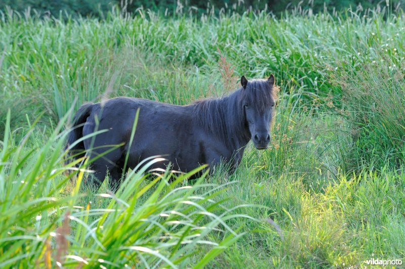 Paardjes in de Demerbroeken