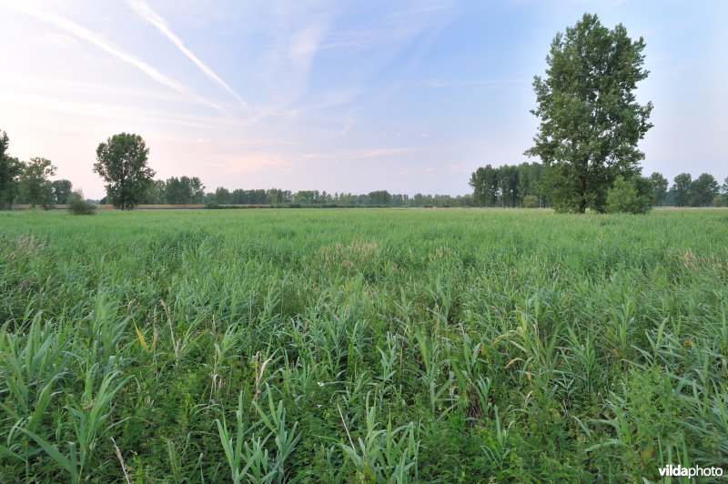 Kloosterbeemden in de Demervallei