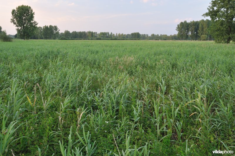 Kloosterbeemden in de Demervallei