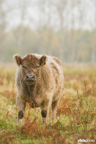 Grazers in de herfstige Demerbroeken