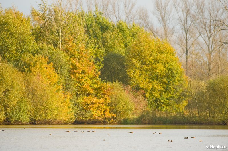 Natuurreservaat Vierkensbroek in de herfst