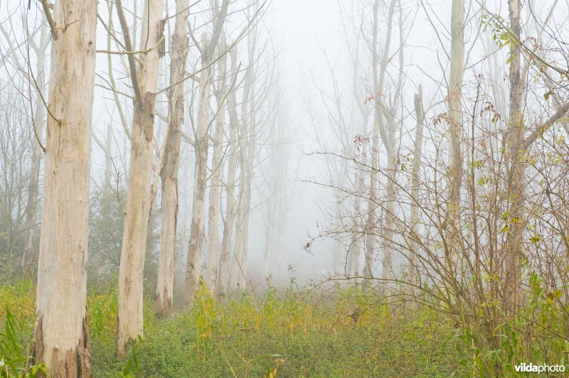 Dode populieren langs de Demer