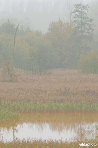 Natuurreservaat Demerbroeken