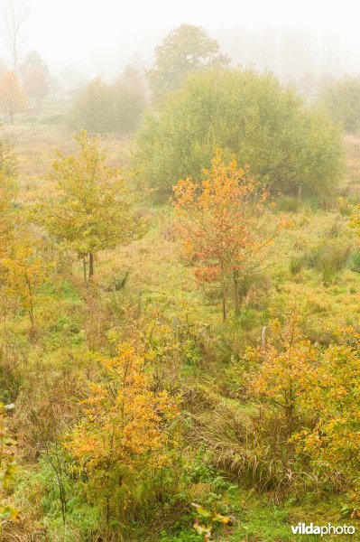 Natuurreservaat Demerbroeken
