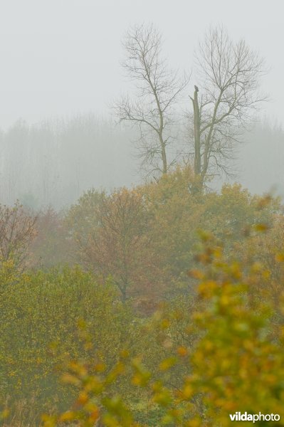 Buizerd in de Demerbroeken