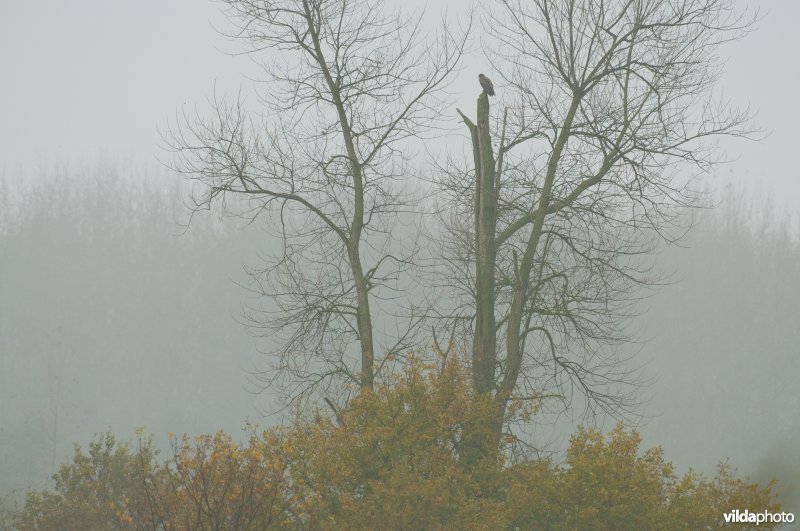 Buizerd in de Demerbroeken