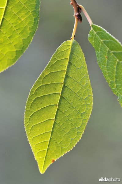 Blad van Europese vogelkers