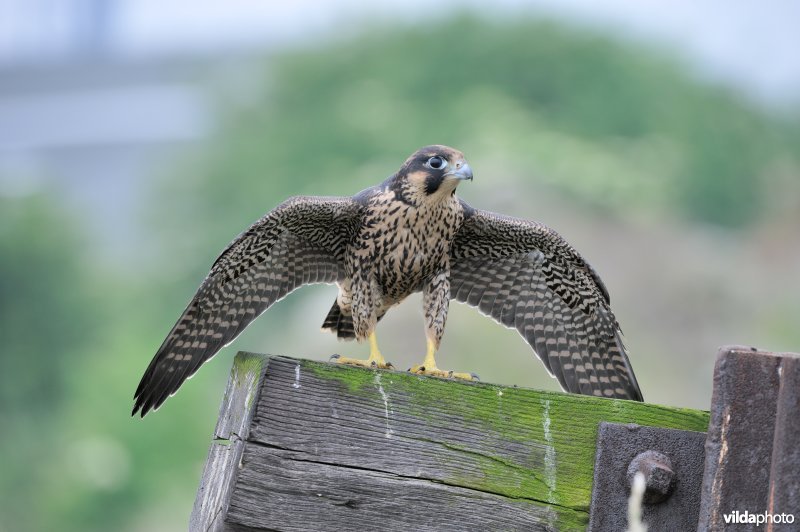 Jonge slechtvalk in een industrieterrein