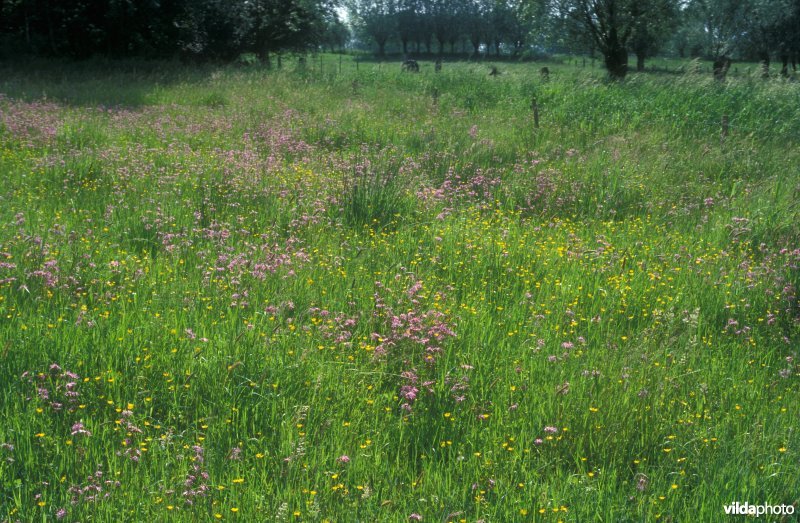 Grasland met Echte koekoeksbloem