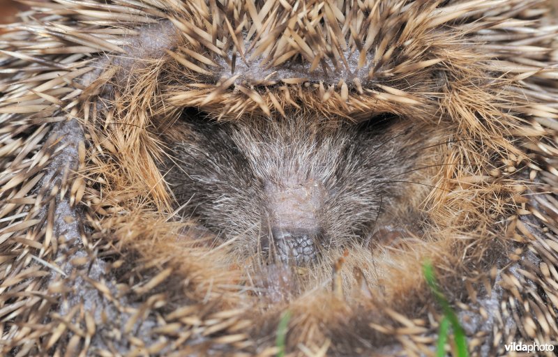 Jonge egel