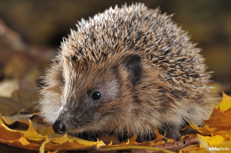 Jonge egel