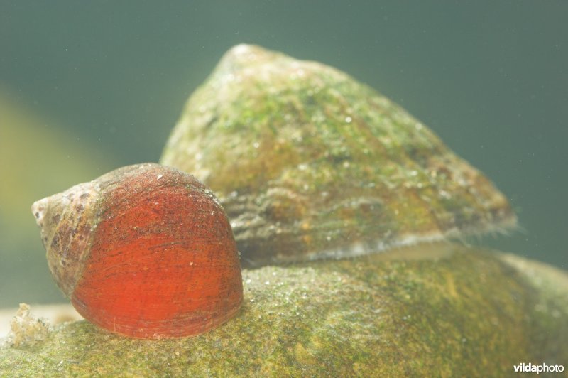 Alikruik en Tepelhoorn