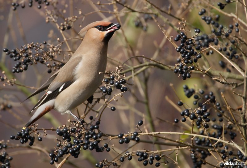 Pestvogel