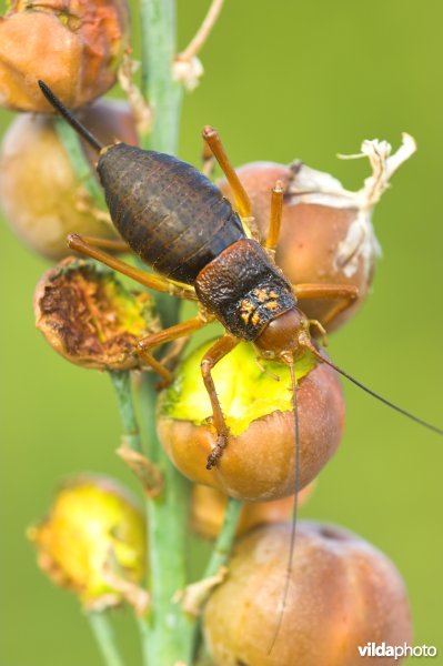 Zadelsprinkhaan in de Pyreneeën