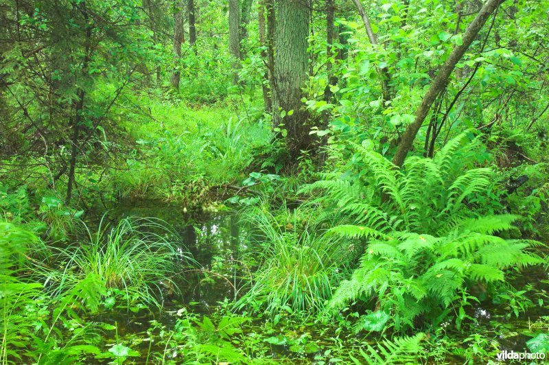 Pools oerbos Bialowieza
