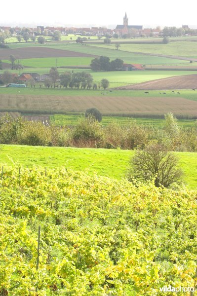 Heuvelland