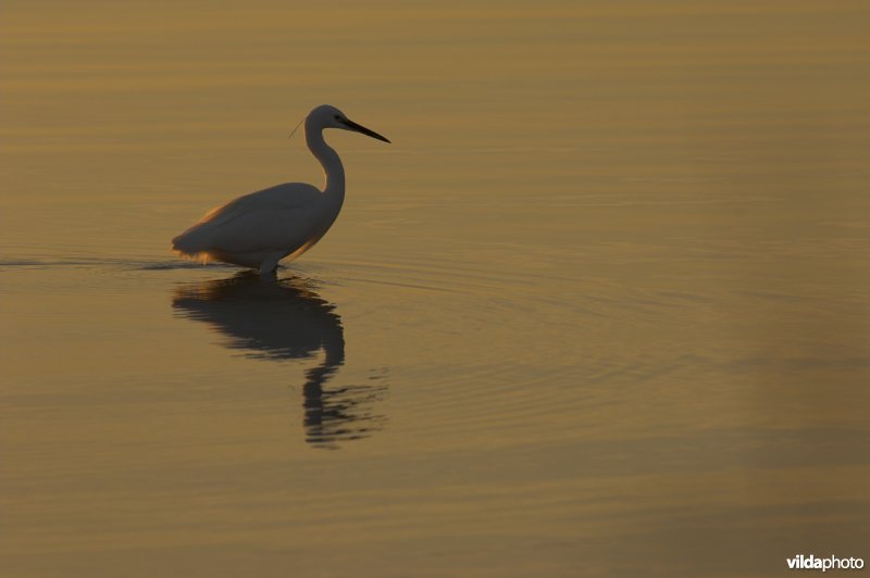 Kleine Zilverreiger