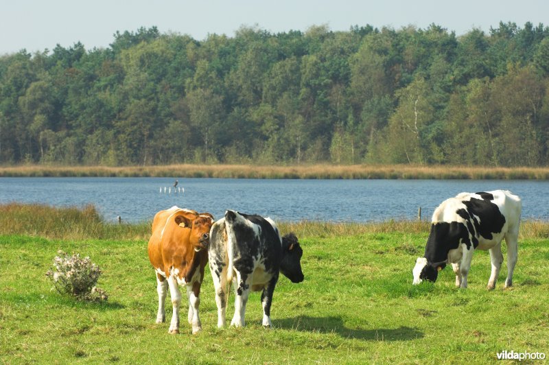 Ven in de Grote Klotteraard