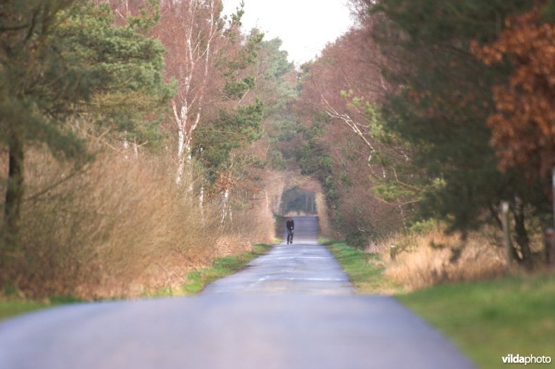 Verbindingsweg in de Kalmthoutse Heide