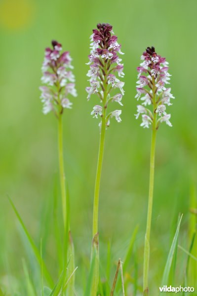 Aangebrande orchis
