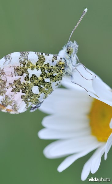 Oranjetip op margriet