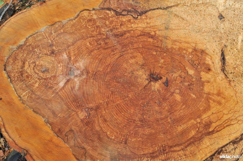 Beuk aangetast door waslakzwam