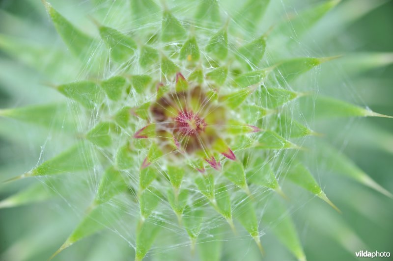 Knikkende distel