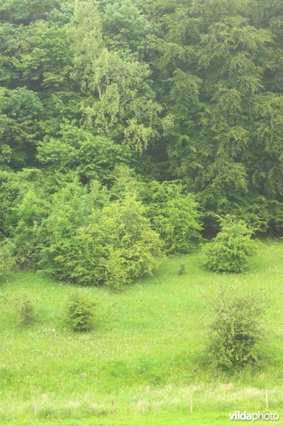 Natuurlijke bosrand in wording