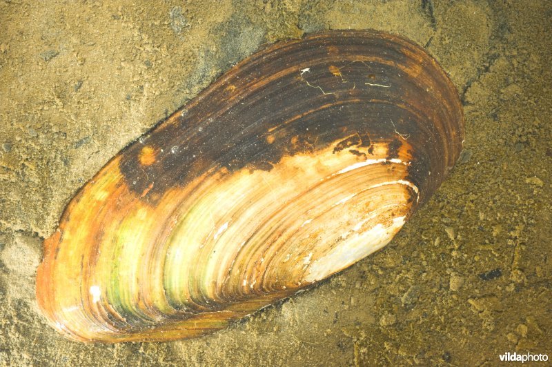 Zwanenmossel