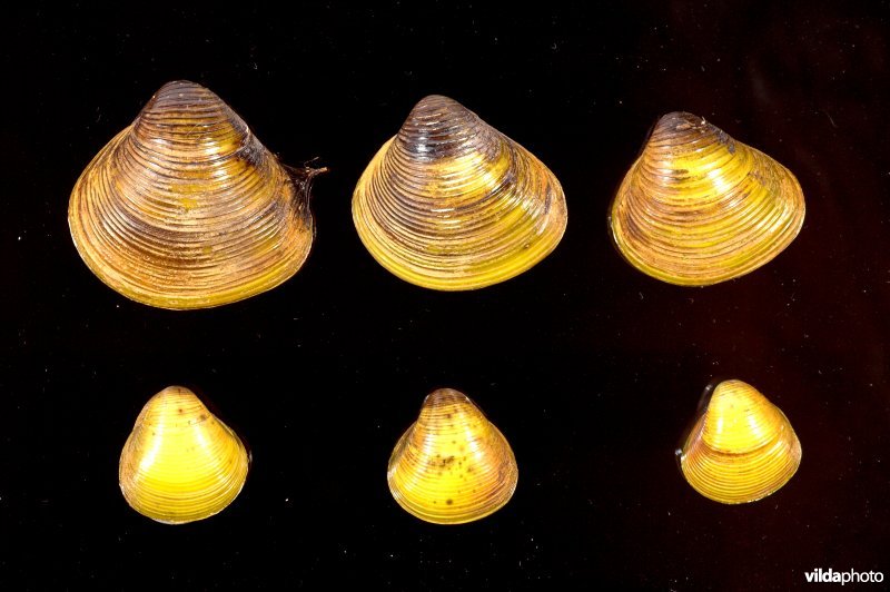 Aziatische korfmossels