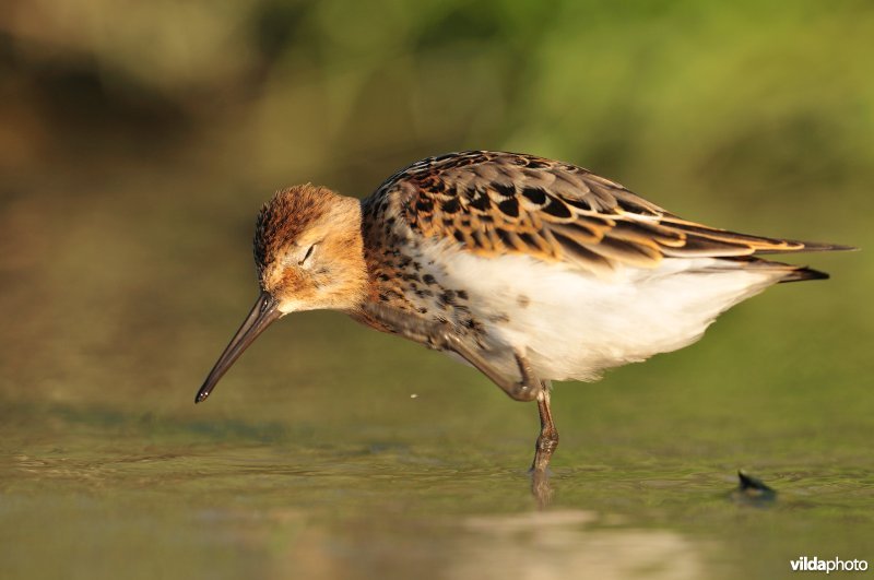 Bonte strandloper